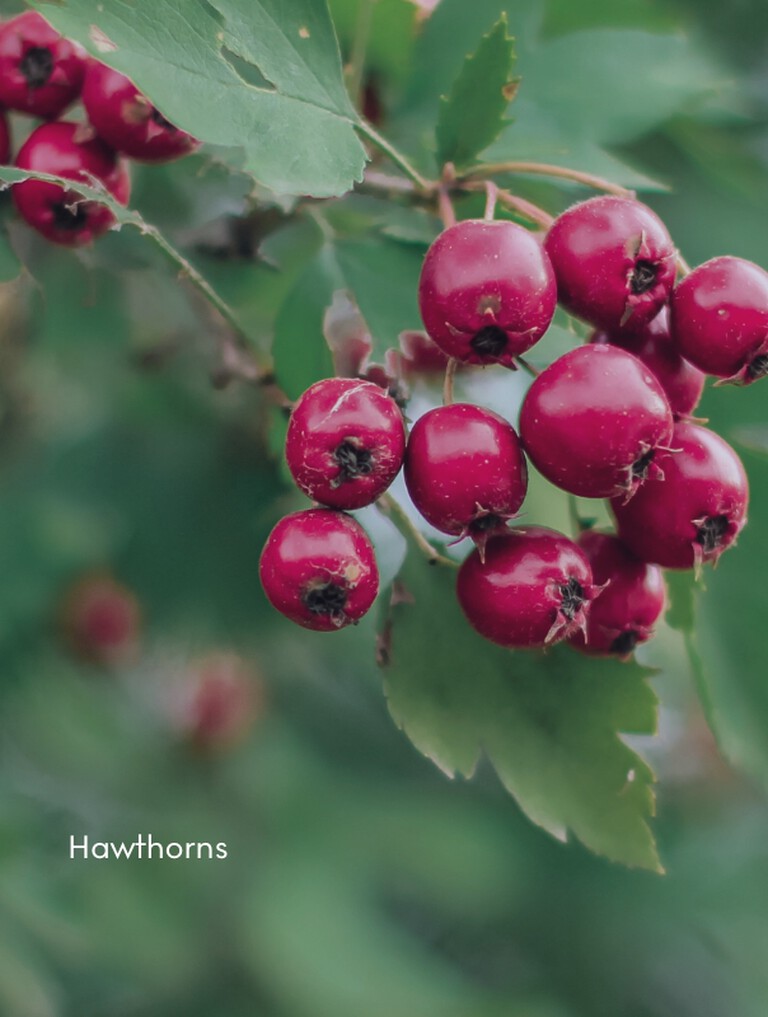 hawthorns on the branch