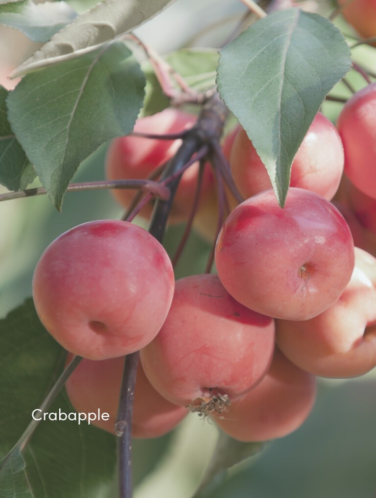 Crab apples on the branch