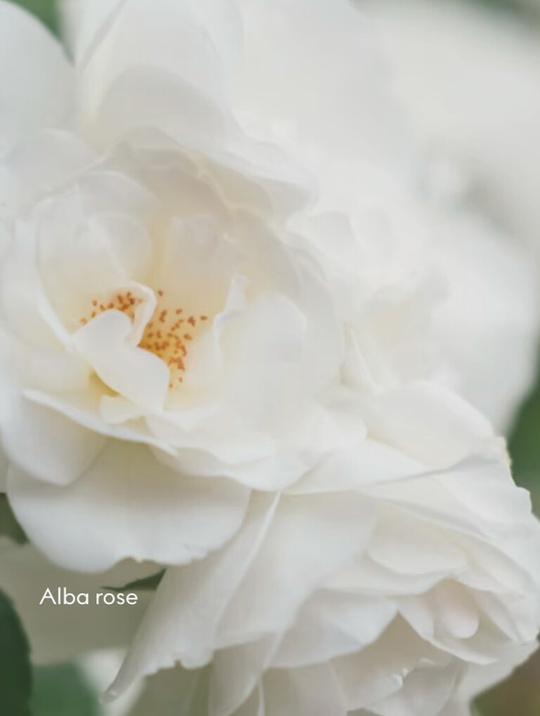 Alba rose petals 