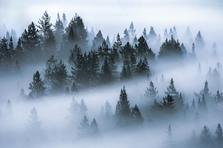A misty forest