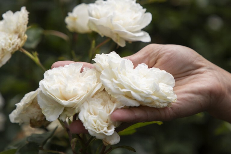 Hand holding white roses
