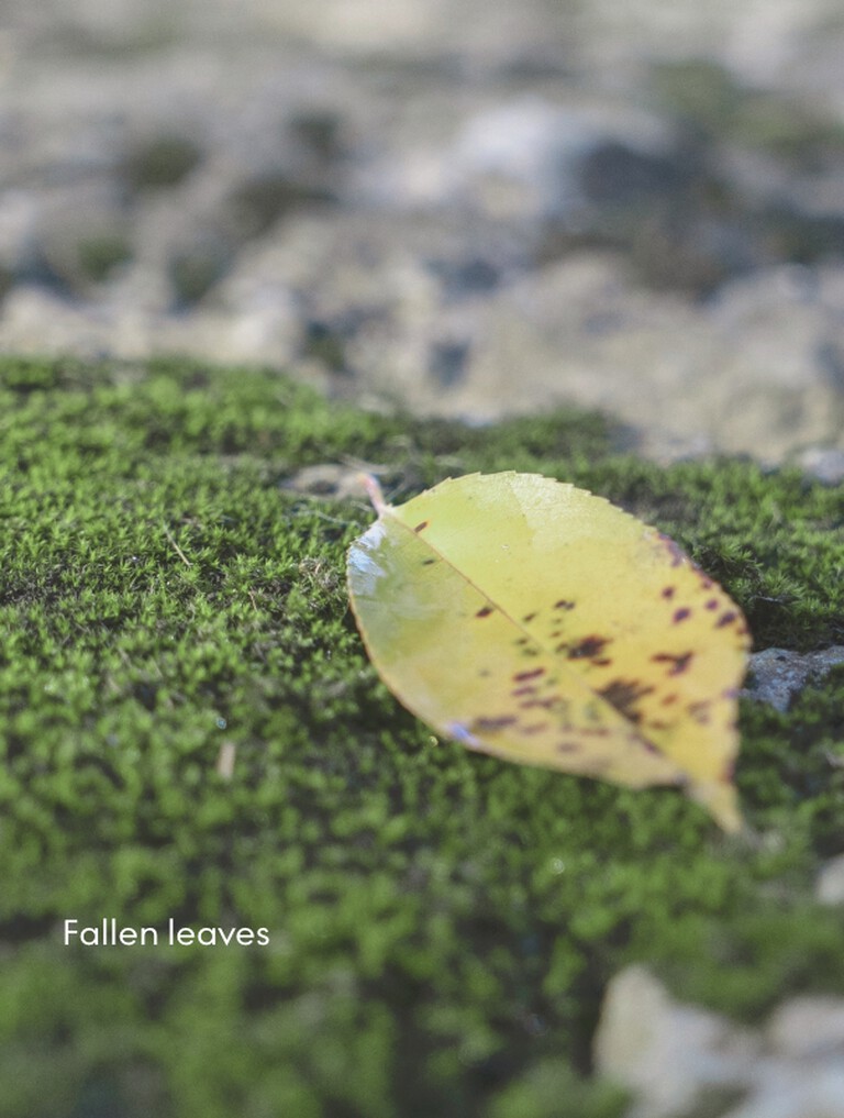 Fallen leaf on moss