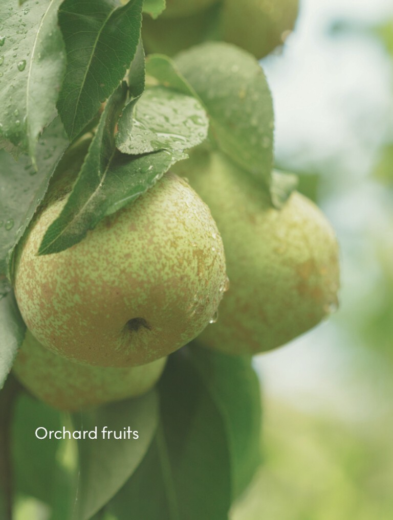 Orchard fruits