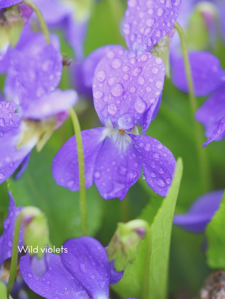 Wid violets