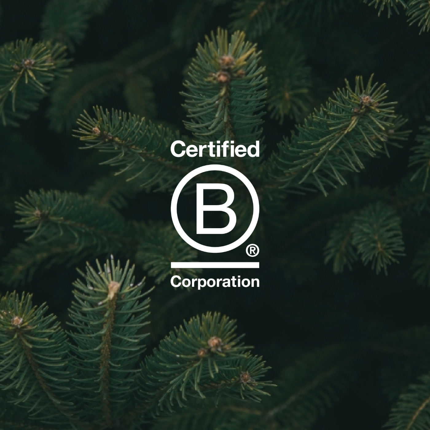 B Corp