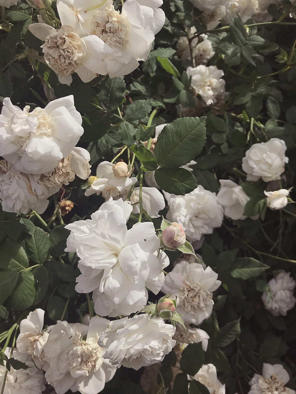 White roses in the city rose garden in Copenhagen, Denmark