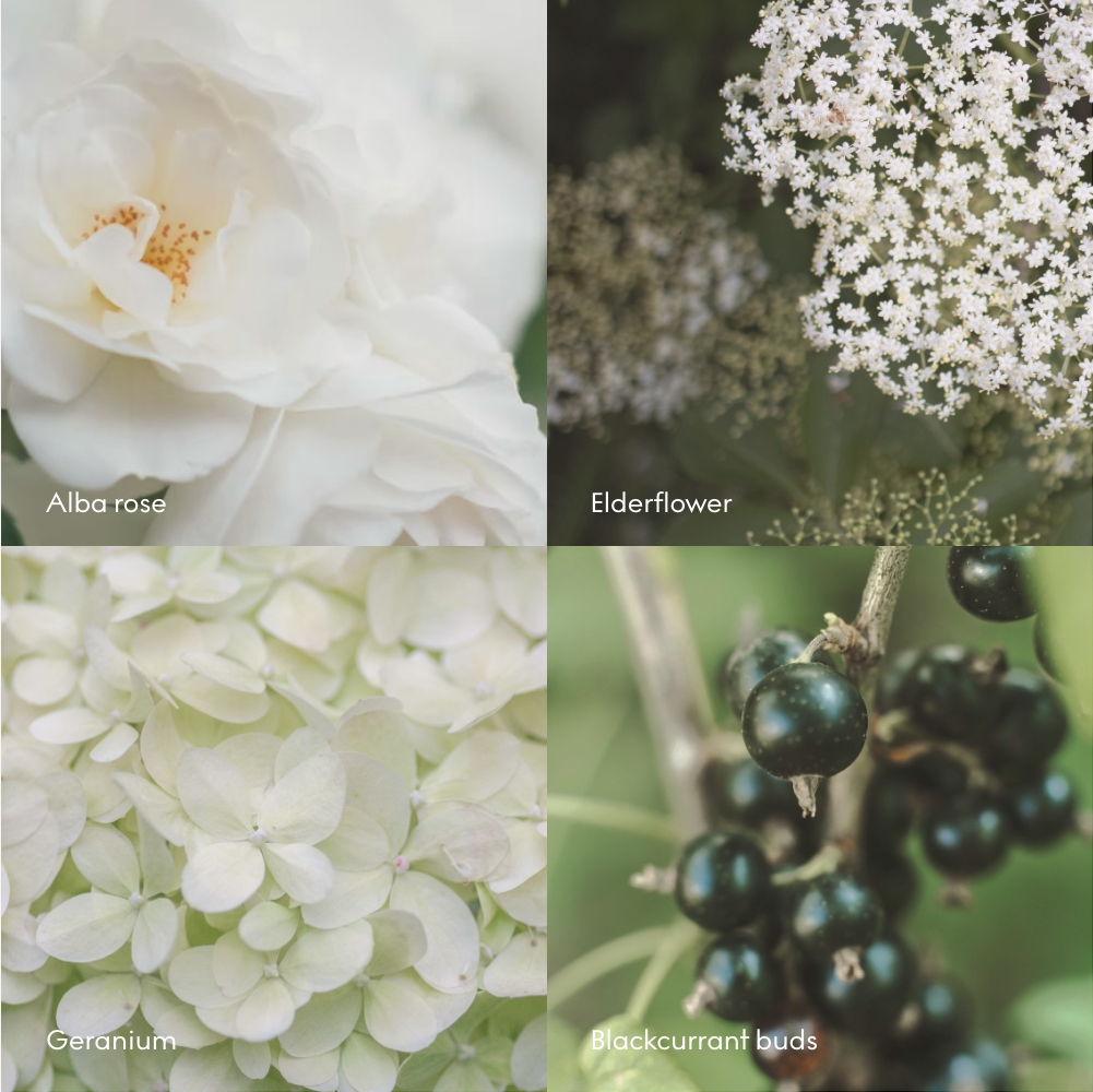 elderflower, rose, blackcurrants, geranium