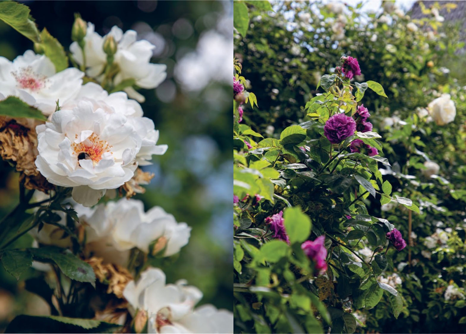 Flowers in the garden