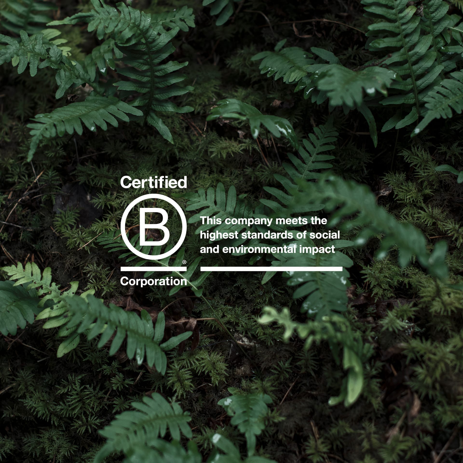 B Corp Logo on background