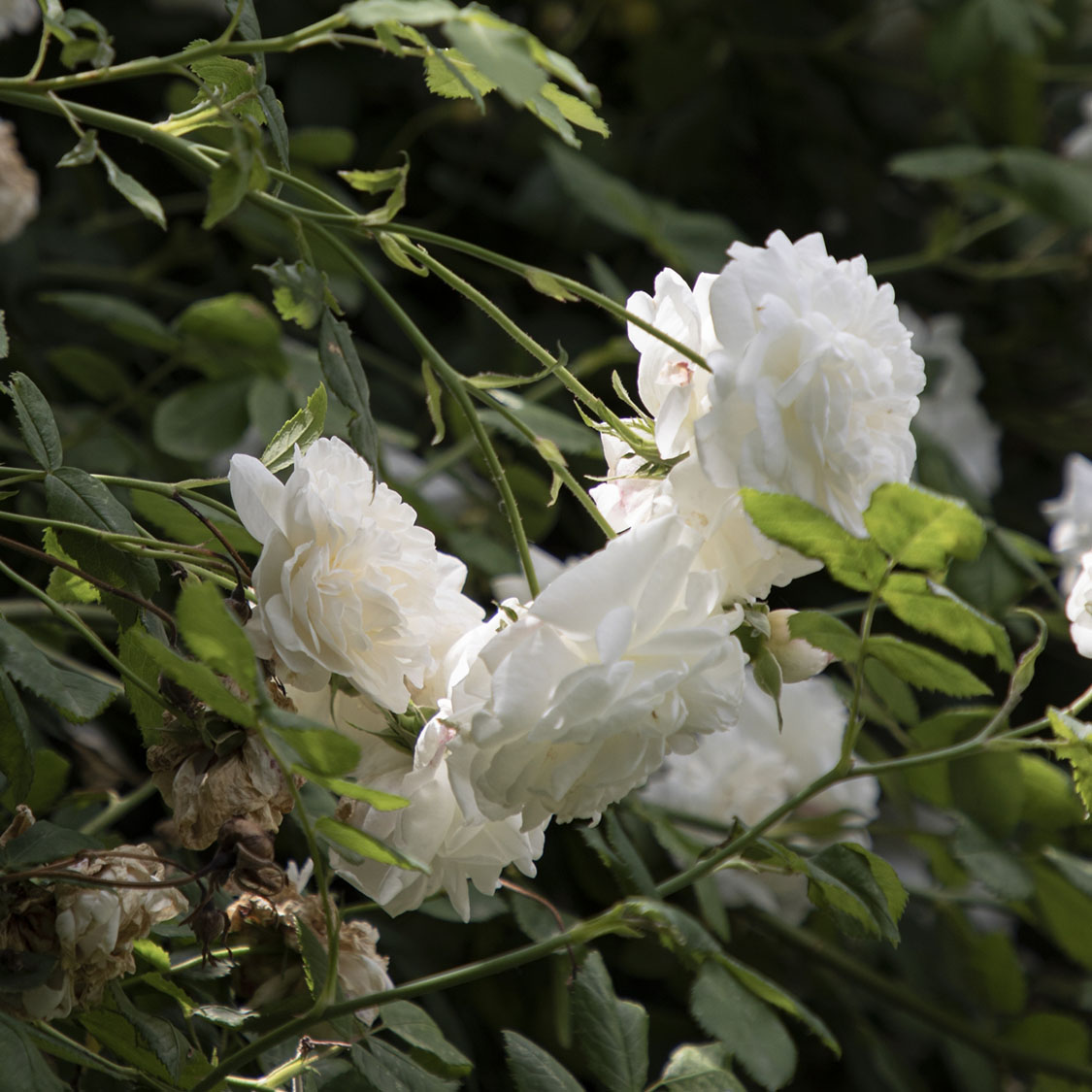 white roses